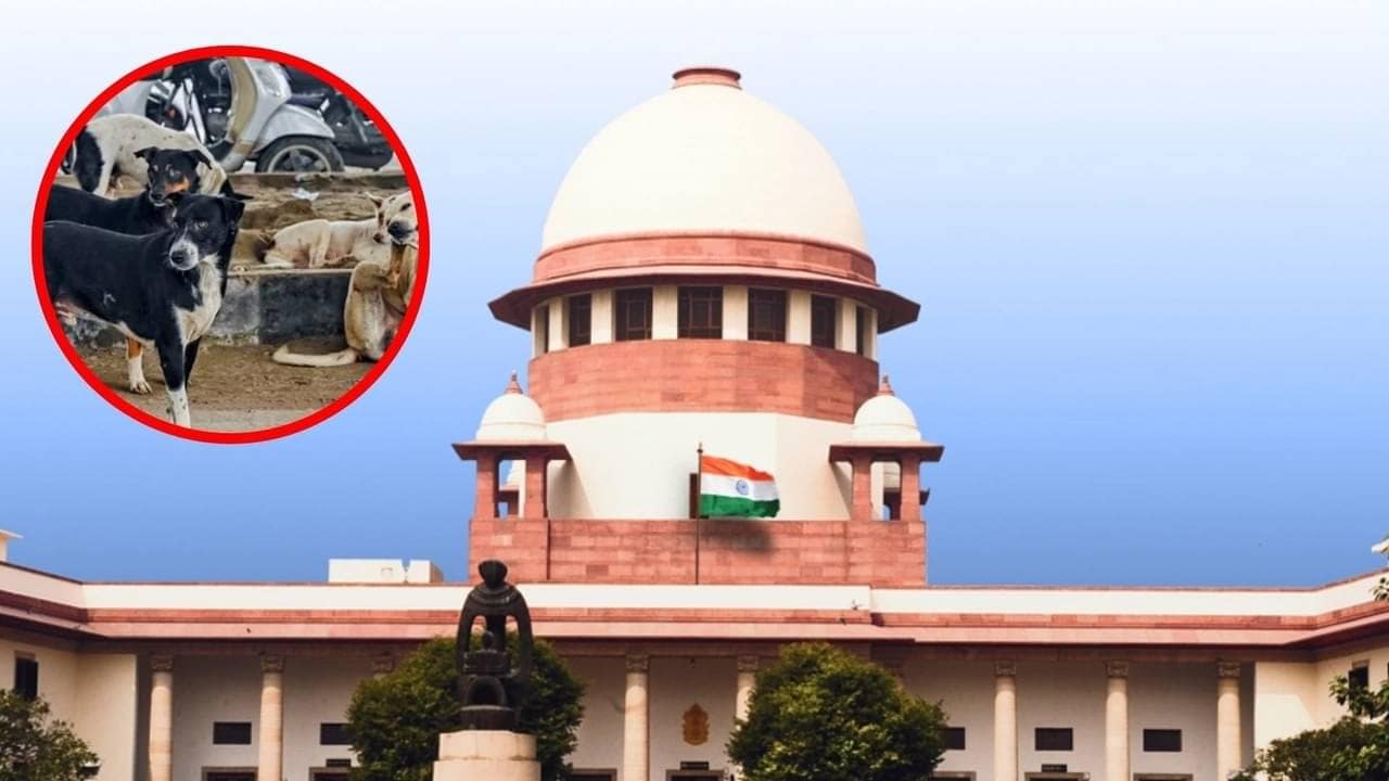 All Chief Secretaries Present, Supreme Court Says Order On Stray Dogs Case On Nov 7