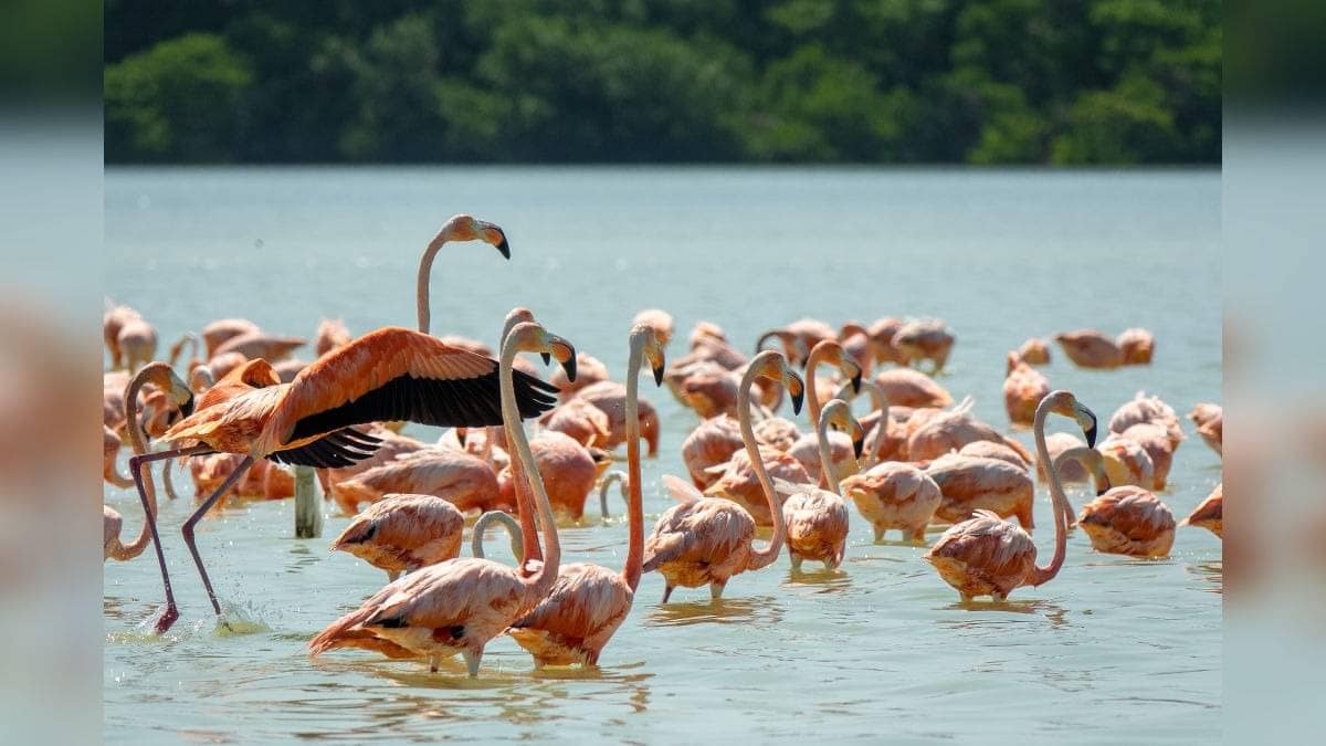 Breathtaking Pink Hues: Hundreds of Flamingos Flock to Thoothukudi Coast | VIDEO