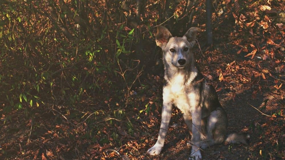 10 Women Booked for Attacking Man, His Kin After Dispute Over Dog’s Barking