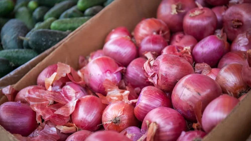 Onion Prices Likely to Cool Down Further With Arrival of New Kharif Crop: Govt Official