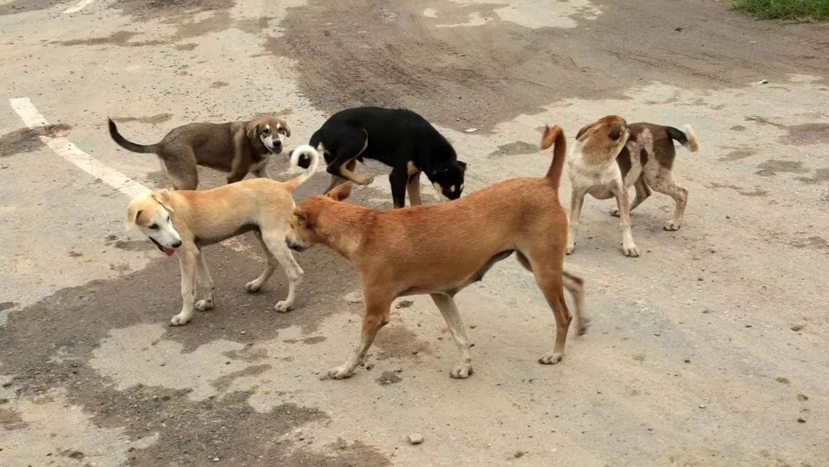 Punjab Horror: Elderly Woman Gets 40 Stitches After Being Attacked, Dragged by Stray Dogs in Khanna