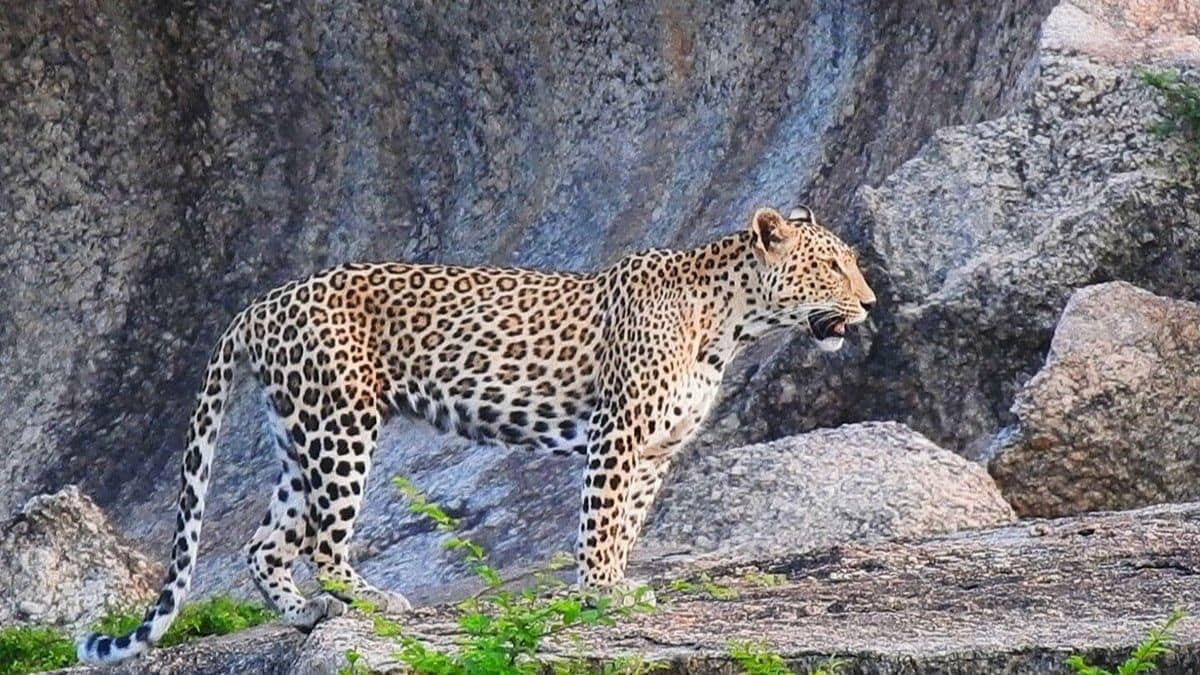 Leopard attacks girl in Shimla