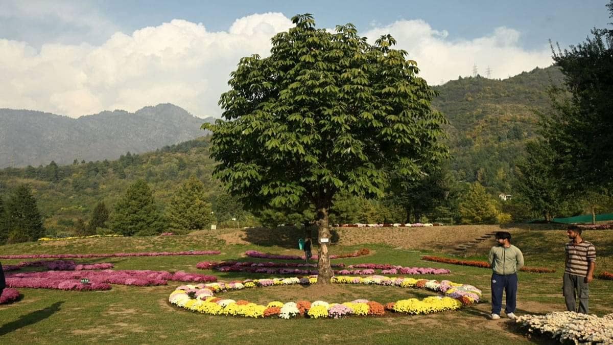 After Tulips, Kashmir Opens Asia’s Largest Chrysanthemum Garden