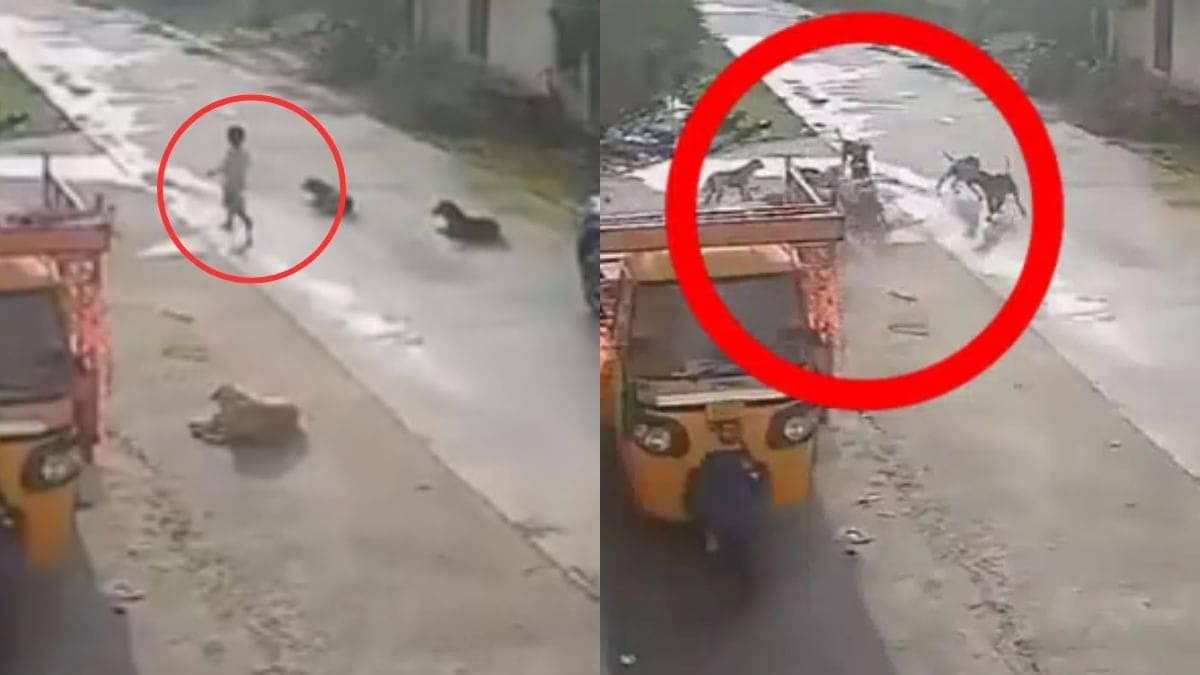 VIDEO | Child Mauled by Stray Dogs in Warangal Sparks Outrage