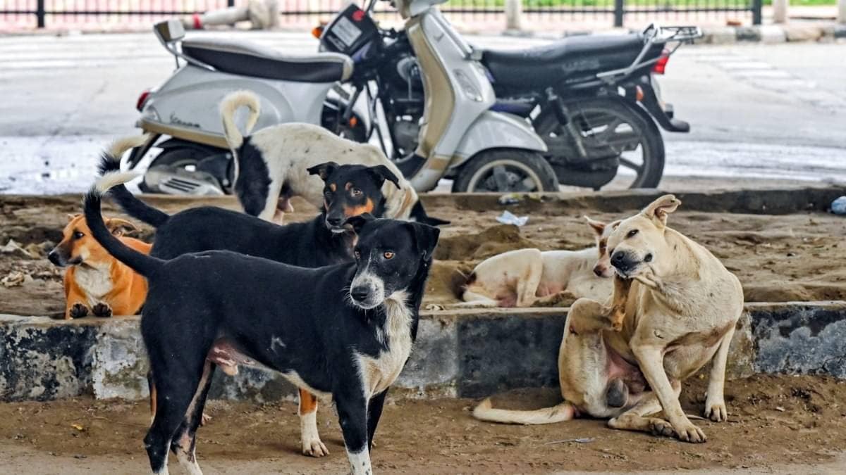 ‘No Response In 2 Months, India’s Image Hit Abroad’: SC Raps States Over Failure On Stray Dog Menace