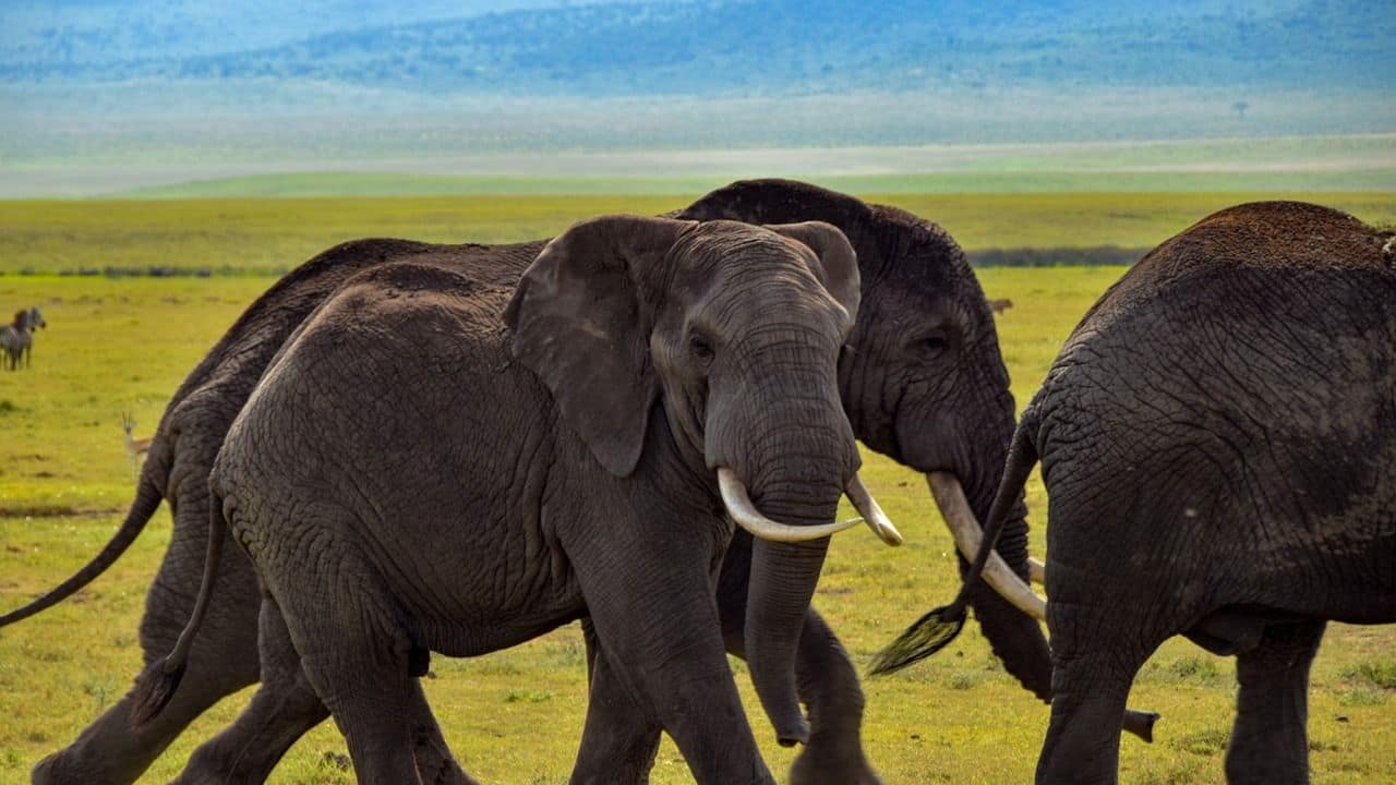 Post Bandhavgarh Tusker Deaths, MP to Use Satellite Collars to Track Elephants
