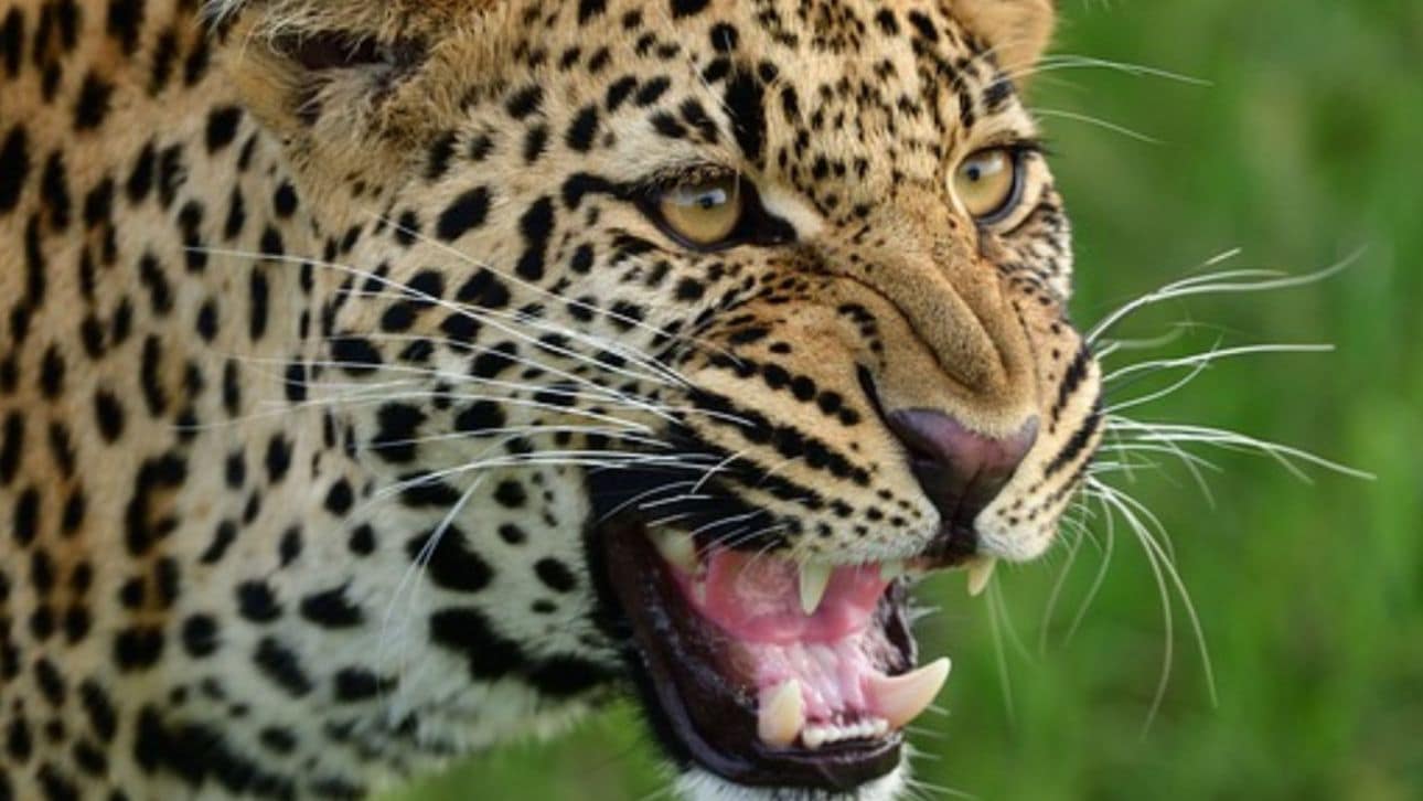7-Year-Old Girl Mauled to Death by Leopard in Gujarat’s Amreli District