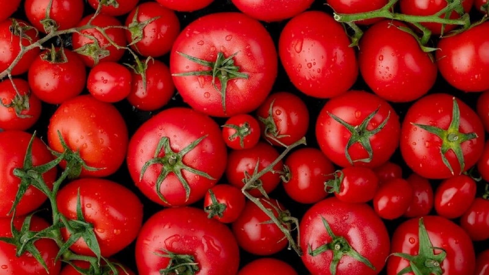Tomato Prices Dropped By 22% in a Month: Centre