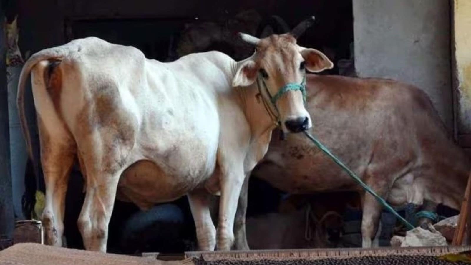 Tension in Bengaluru’s Chamarajpet After Miscreants Attack Three Cows