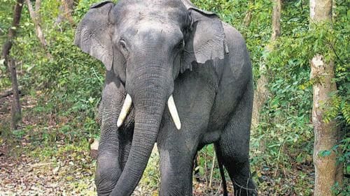 Elephant Calf Injured in Suspected Country-Made Bomb Blast in Chhattisgarh