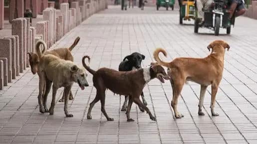 Punjab: Child Rights Body Orders Census of Stray Dogs Amid Rise in Dog Bite Attacks on Children