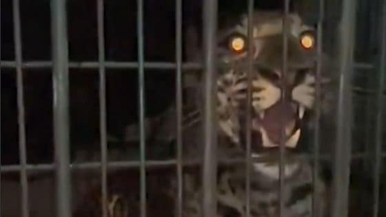 Leopard Triggers Panic in Gurugram Society, Rescued Safely Without Tranquilizer