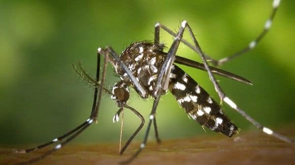 Delhi Registers Surge in Malaria, Chikungunya, and Dengue Cases in 2024