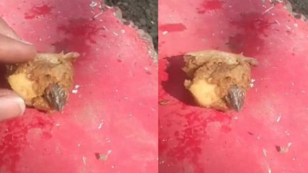 5-Year-Old Falls Ill After Eating Samosa Stuffed with Lizard in Madhya Pradesh | Video