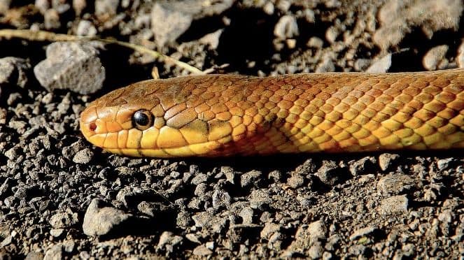 Tamil Nadu Declares Snakebite a Notifiable Disease to Curb Rising Deaths