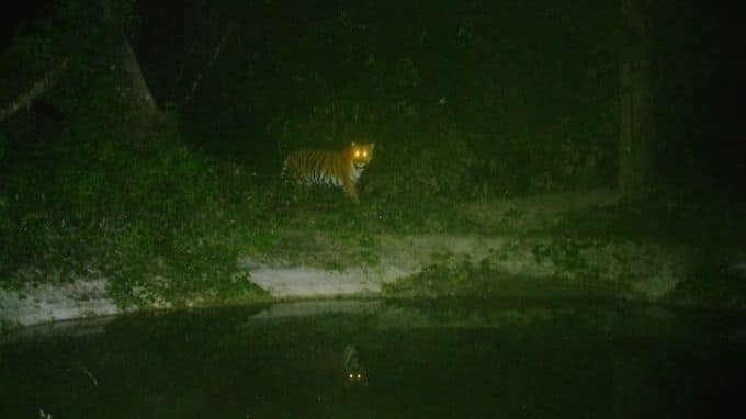 Tiger Crosses into West Bengal’s Jhargram, Forest Personnel on Alert – Odisha and Bengal Clash