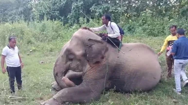 The Mysterious Case of Chandratara: An Elephant at the Heart of Cross-Border Ownership Dispute