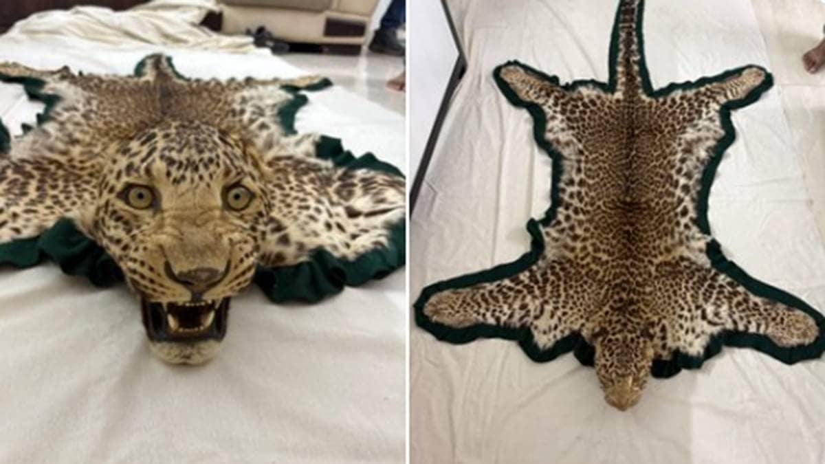 DRI Seizes Leopard Skin Trophy In Bhopal, 3 Arrested In Wildlife Smuggling Bust