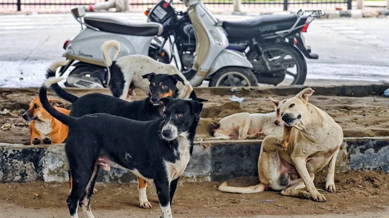Bites, Burdens, and Broken Trust: J&K’s Stray Dog Crisis Demands Urgent Fix